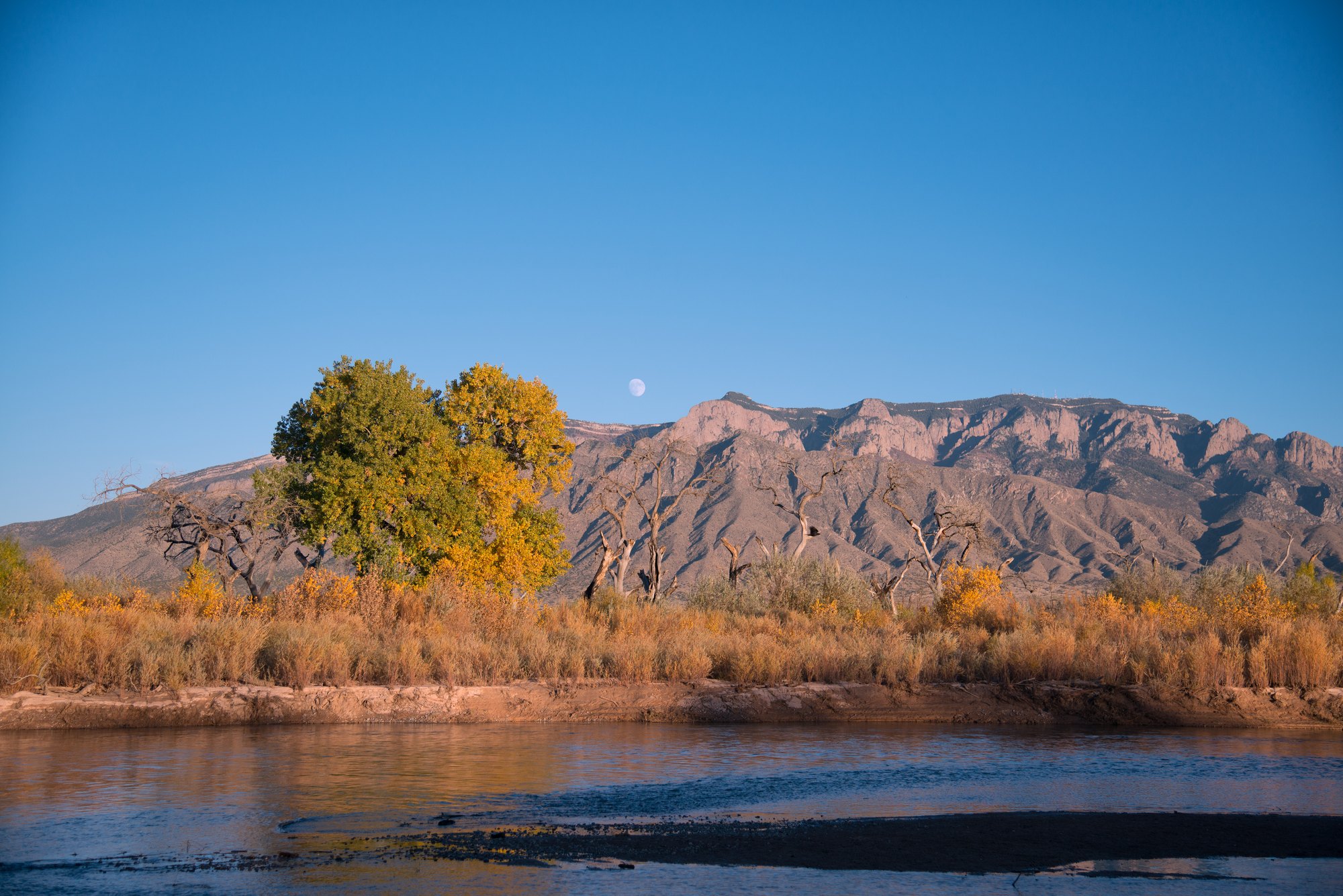 Cottonwood trees and river landscape in New Mexico